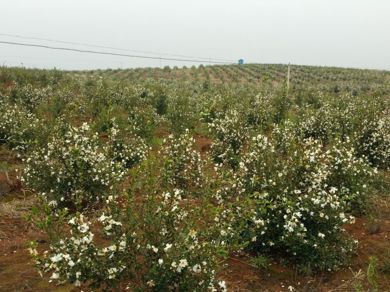 孟冬的油茶花，素裹群山嬌艷